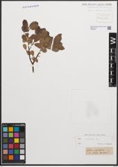 Foto von Salix cinerea L.